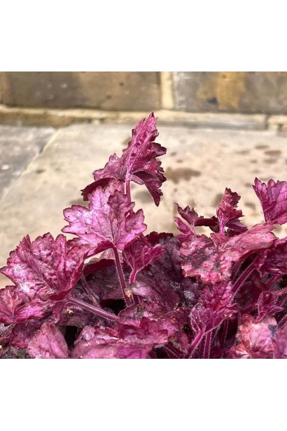 Листя гейхери Wild Rose з фіолетово-рожевим переливом